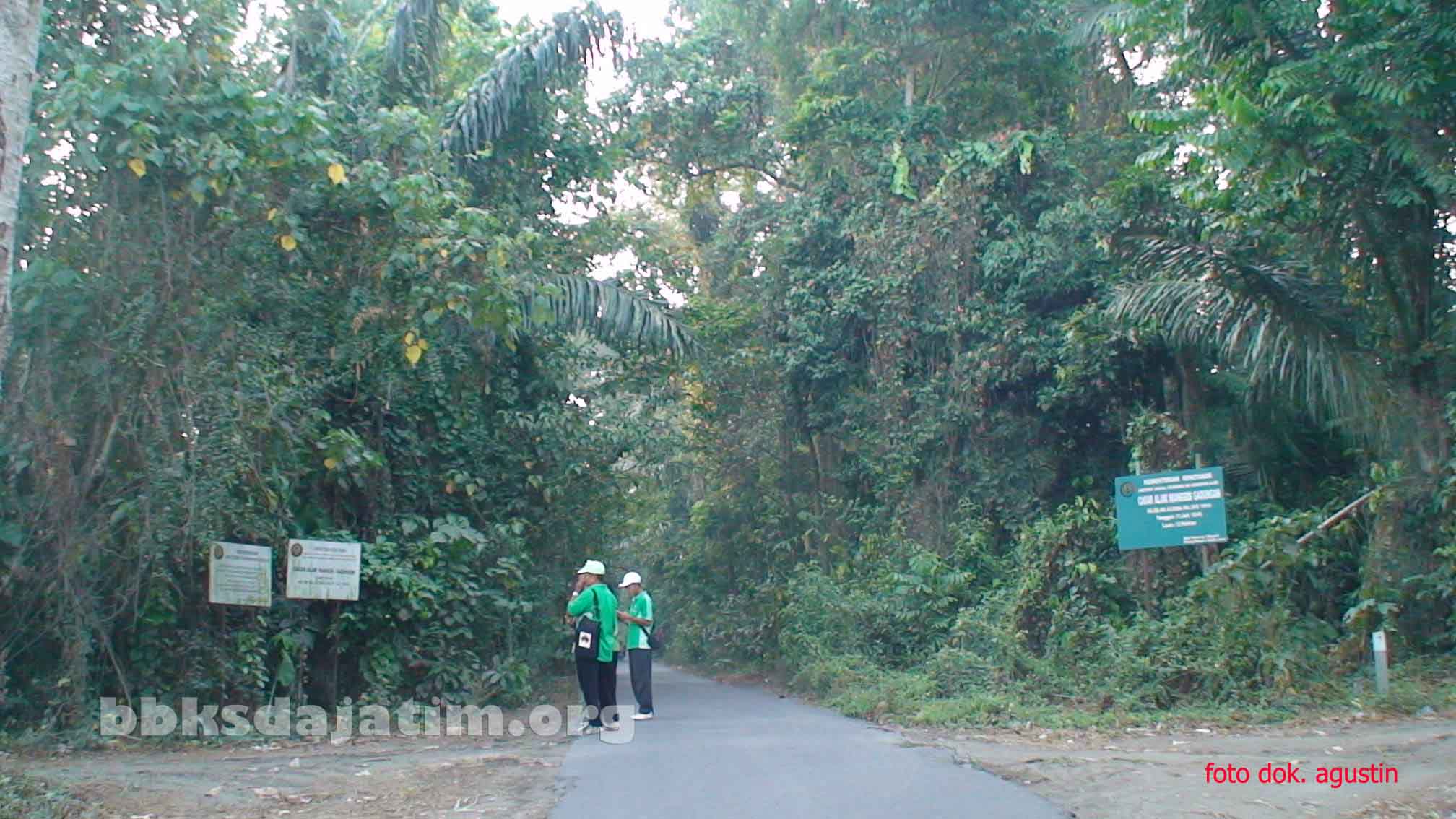 manggis 001