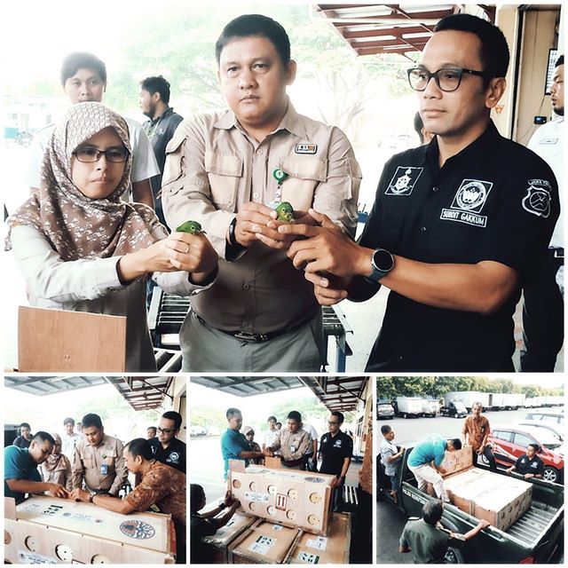 3 Januari 2020, Translokasi TSL hasil penangkapan kemarin tanggal 29 Desember 2019 bersama DITPOLAIR POLDA JATIM, setelah melalui tahap pemeriksaan karantina dan kesehatan hewan oleh yang berwenang.
TSL tersebut akan dikirim ke habitat asalnya Kalimantan Timur.
@kementerianlhk @konservasi_ksdae @nprihadi