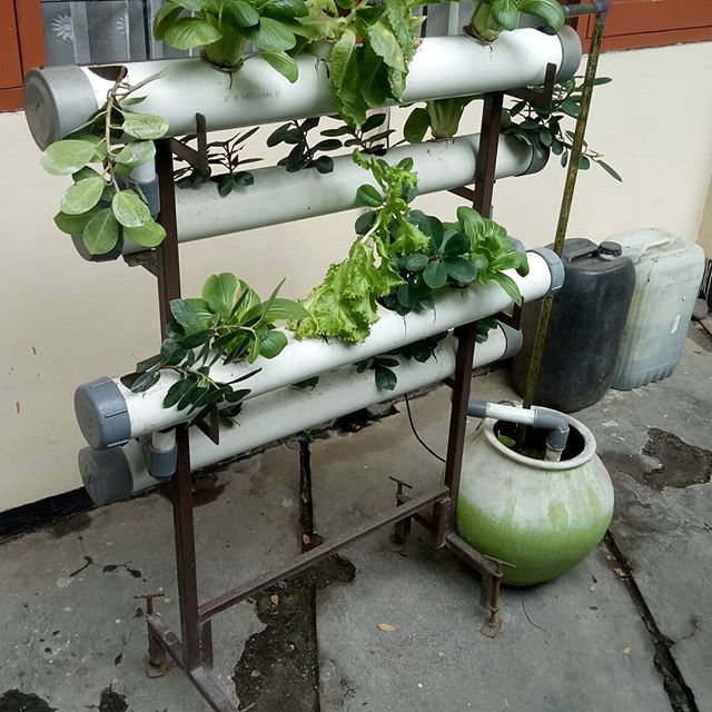 Hidroponik adalah budidaya menanam dengan memanfaatkan air tanpa menggunakan tanah dengan menekankan pada pemenuhan kebutuhan nutrisi bagi tanaman. Kebutuhan air pada hidroponik lebih sedikit daripada kebutuhan air pada budidaya dengan tanah. Wikipedia.
Hal yang dilakukan ibu kita, ibu Ir. Indri Faulina (kabag tu bbksda jatim). Berharap bu menteri LHK dapat mencicipi sayuran hasil hidroponik kami.
KSDAE..... Hu ha hu ha hu ha.........💪💪💪
@nprihadi 
@inungwiratno 
#indonesianwildlife 
@siti.nurbayabakar 
@sitinurbayabakar 
@konservasi_ksdae 
@kementerianlhk