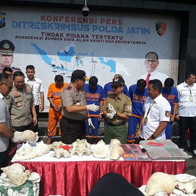 Kepala balai besar ksda jatim hadir dalam pers rillis pengungkapan sindikat perdagangan satwa liar oleh ditreskrimsus polda jatim. Selanjutnya Barang Bukti 53 satwa dari berbagai jenis akan dititipkan BBKSDA Jatim untuk dilakukan penilaian perilaku dan perawatan, karena bbksda adalah institusi yang berwenang untuk menangani satwa seperti ini, kata irjen Drs. luki hermawan (kapolda jatim). Dalam kesempatan ini pula juga dilakukan koordinasi antara kepala BBKSDA Jatim dengan Kapolda jatim, dan kedepan akan semakin memperkuat kerjasama dalam penanganan perdagangan illegal TSL dilindungi Undang-Undang.
Sinergi Konservasi antar lini......
Konservasi tanggungjawab bersama.... @siti.nurbayabakar 
@konservasi_ksdae 
@inungwiratno 
@nprihadi 
#indonesianwildlife 
@andiksumarsono