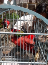 Penyerahan Nuri