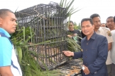 Harimau Sumatera Tertangkap Warga di Dharmasraya