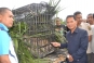 Harimau Sumatera Tertangkap Warga di Dharmasraya