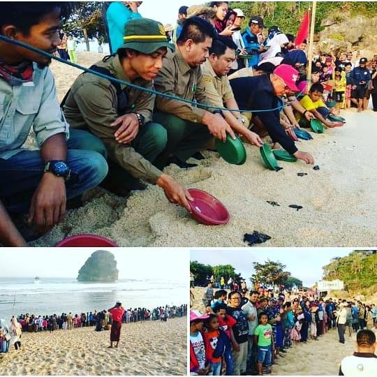 Pelepasliaran tukik Penyu Sisik (Eretmochelys imbricata) di Pantai Gua Cina, Malang.  BBKSDA JT, Kementerian Kelautan dan Perikanan sebanyak 109 ekor tukik Penyu Lekang (Lepidochelys olivacea) dan 91 ekor tukik Penyu Sisik (Eretmochelys imbricata) di Pantai Gua Cina, Malang. n, Dinas Kelautan dan Perikanan Prov. Jatim, Dinas Kelautan dan Perikanan Kab. Malang, Pos AL Sendang biru, Polairud Sendang biru, Perum Perhutani, Forpinka Sumbermanjing wetan, Kepala Desa Sitiarjo, Pengelola wisata pantai di Malang Selatan, masyarakat, mahasiswa, pelajar, pengunjung dan Bajulmati Sea Turtle Conservation (BSTC). Sebelumnya, tim RKW 21 juga melakukan sosialisasi dan penyadartahuan kepada masyarakat sekitar, pengelola wisata pantai di Malang Selatan, pengunjung, mahasiswa dan pelajar tentang pentingnya pelestarian Penyu.
http://bbksdajatim.org
#bbksdajatim 
#ditjenksdae 
#kemenlhk