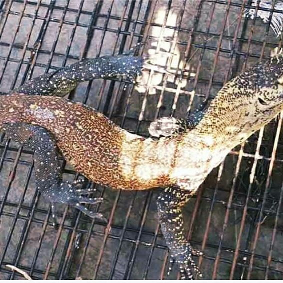 Balai Besar KSDA Jawa Timur melepasliarkan 6 ekor Komodo ke TWA. Riung 17 Pulau, Kab. Ngada, Flores, Nusa Tenggara Timur.
Selengkapnya https://bbksdajatim.org/bbksda-jatim-siap-lepasliarkan-6-komodo.php
#bbksdajatim #ditjenksdae #kemenlhk