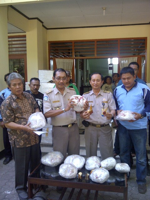 02selundup_trenggiling_1212