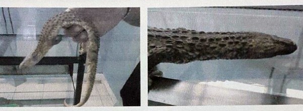 biawak kalimantan