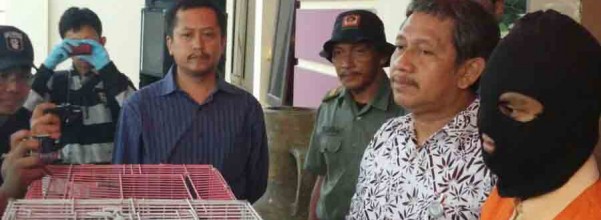 tangkap lutung prob