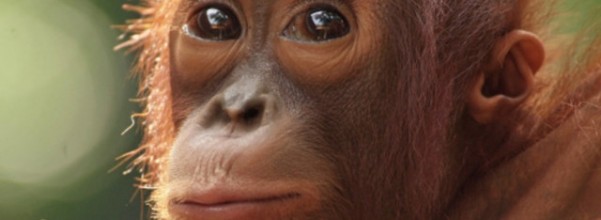 Sumber : nationalgeographic.co.id