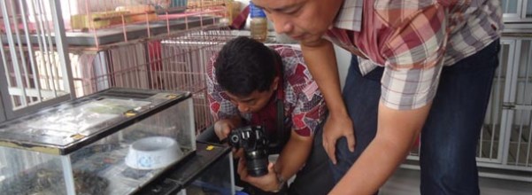 pamhut-banyuwangi