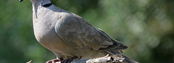 sumber : burung-oceh-ocehan.blogspot.com