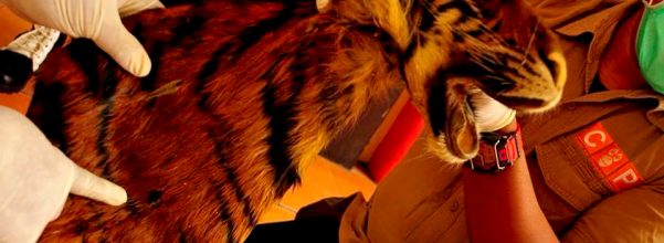 Barbuk-kulit-harimau-1
