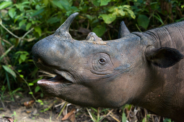 badak-rhino