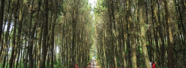 hutan-pinus