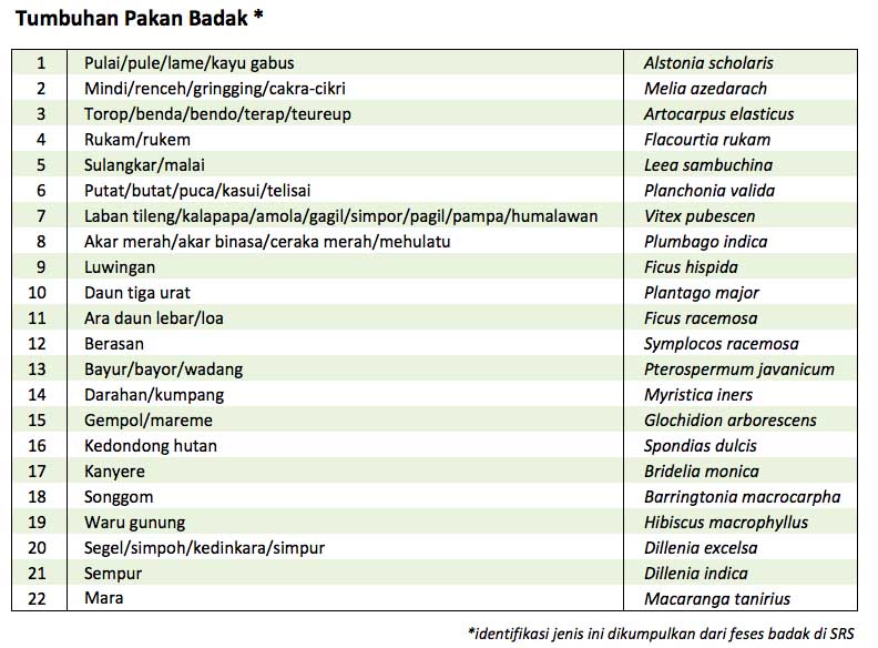 Pakan-badak