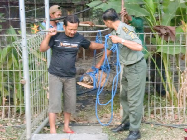 evakuasi_buaya2